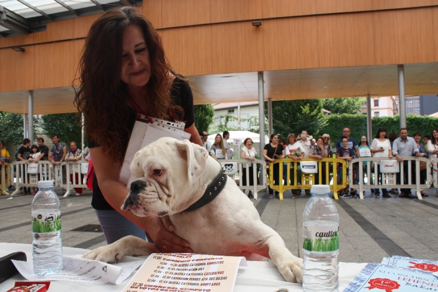 2017 Concurso de perros